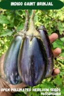 Indigo stripe brinjal