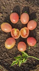 Kum kum kesari Tomato