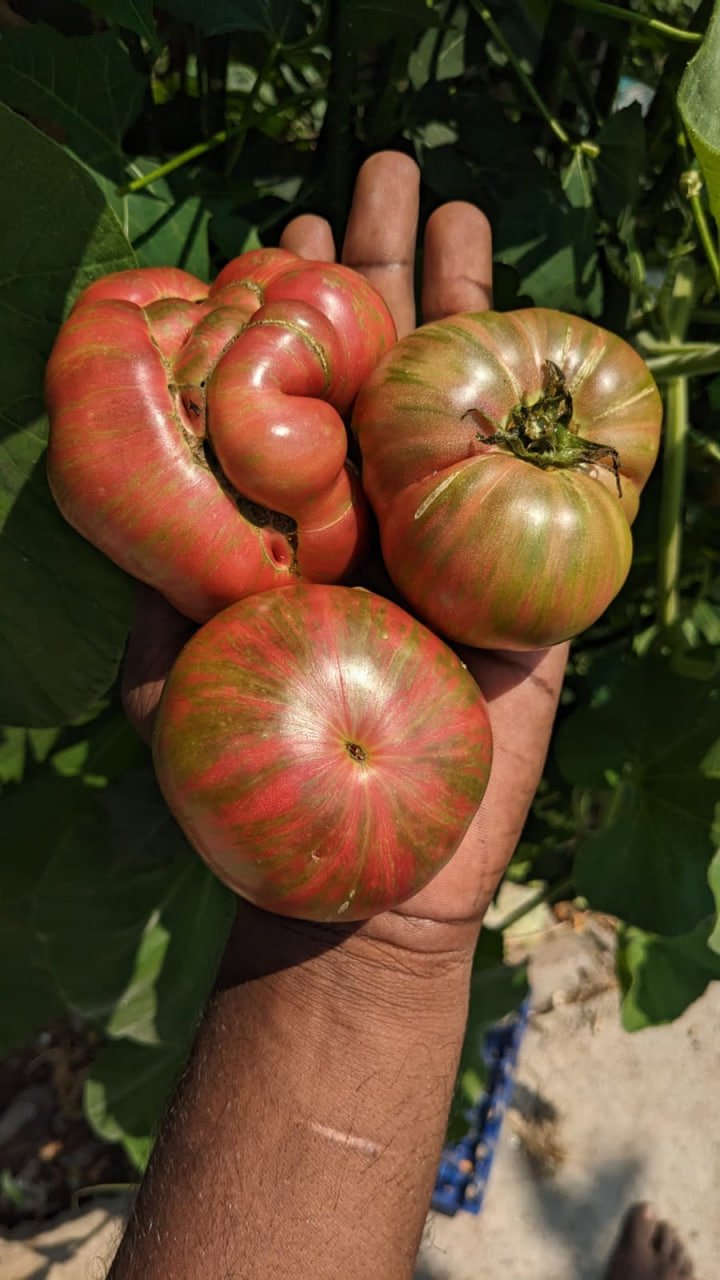 Large barred boar tomato
