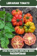 Liberian tomato