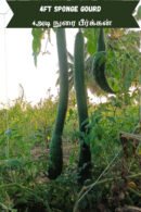 Long luffa sponge Gourd