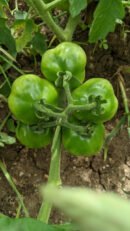 Muppatai tomato (முப்பட்ட தக்காளி)