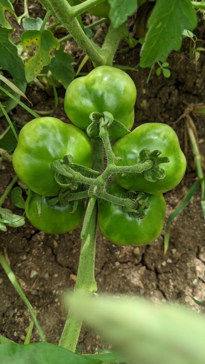 Muppatai tomato (முப்பட்ட தக்காளி)