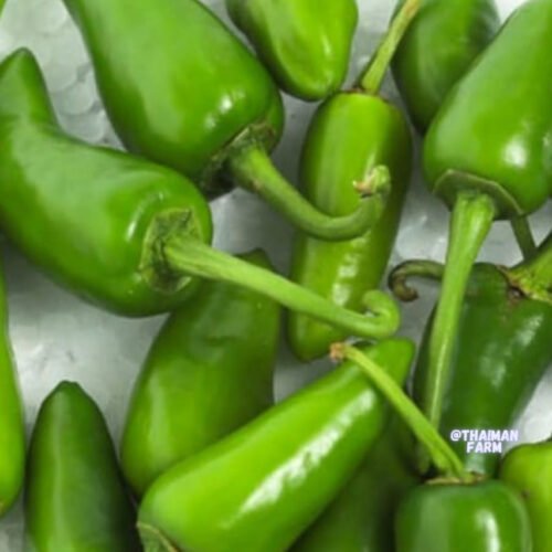 Nattu chilli