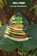 Okra combo (பல ரக வெண்டை)