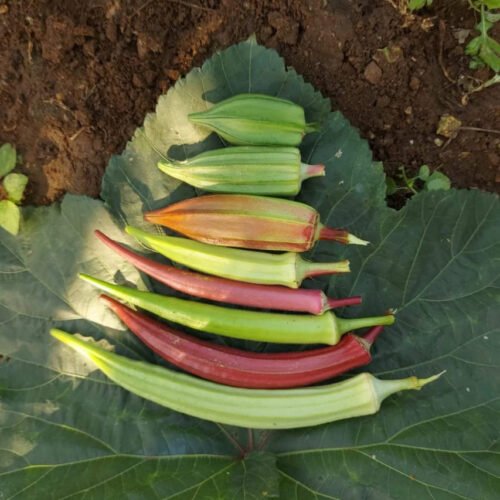 Okra combo (பல ரக வெண்டை)