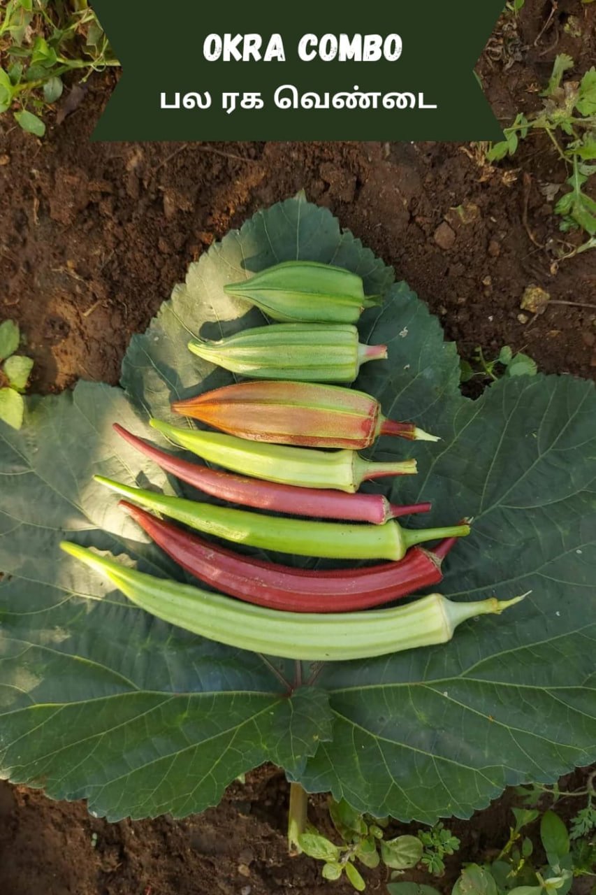Okra combo (பல ரக வெண்டை)