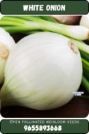 Onion வெங்காயம்