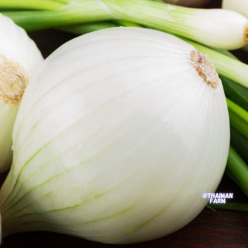 Onion வெங்காயம்