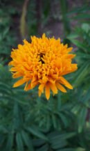 Orange Teddybear marigold (கூர்முனை செண்டுமல்லி)