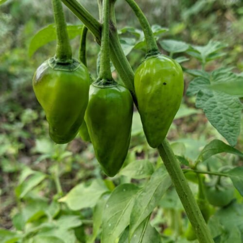 Palegreen chilli (கூம்பு மிளகாய்)