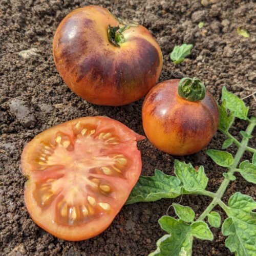 Pink shade Tomato