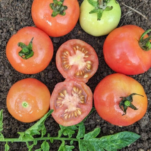 Pink vine Tomato