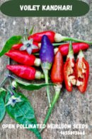 Purple kandhari chilli
