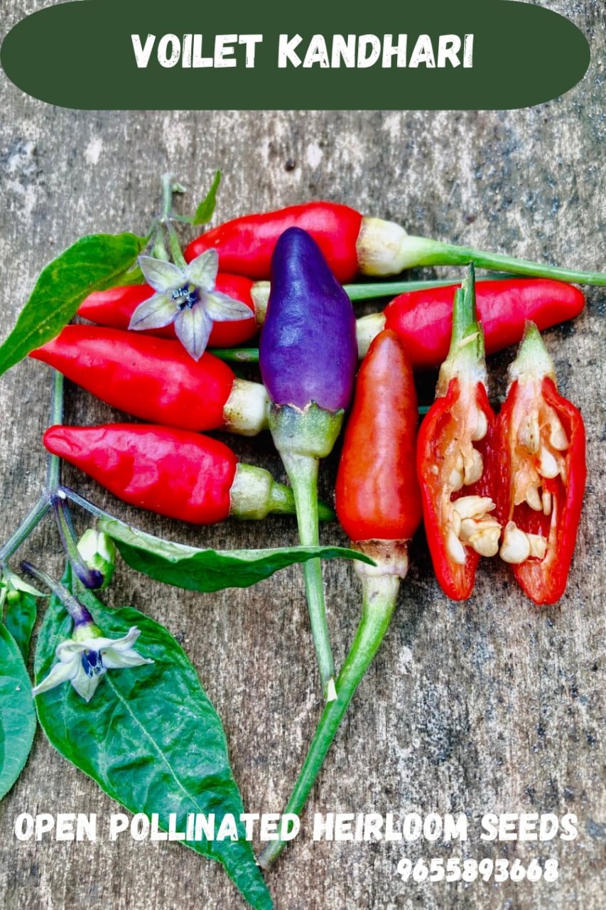 Purple kandhari chilli
