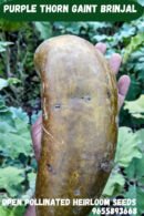 Purple thorn gaint brinjal