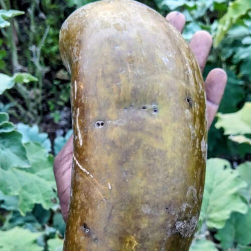 Purple thorn gaint brinjal