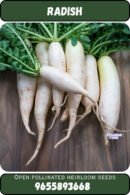 Radish முள்ளங்கி