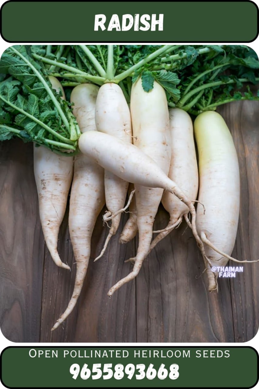 Radish முள்ளங்கி
