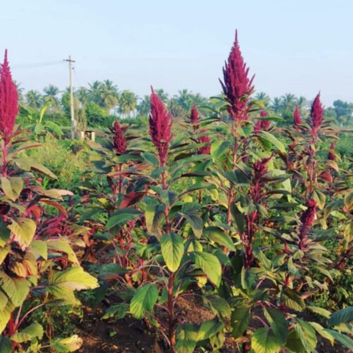Red amaranthus (சிவப்பு தண்டுக்கீரை)