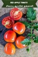 Red apple Tomato