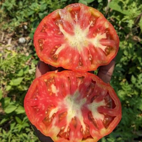 Red beefsteak Tomato