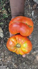 Red beefsteak Tomato