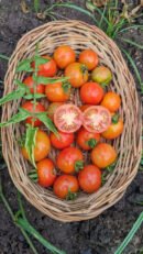 Red berry Tomato