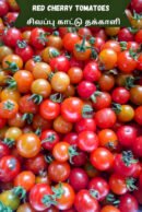 Red cherry Tomato