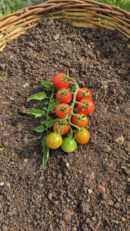 Red currant tomato