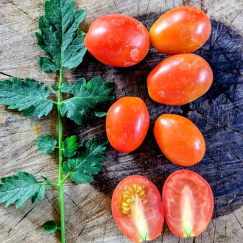 Red grape cluster Tomato