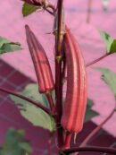 Red okra (பல கிளை சிவப்பு வெண்டை)