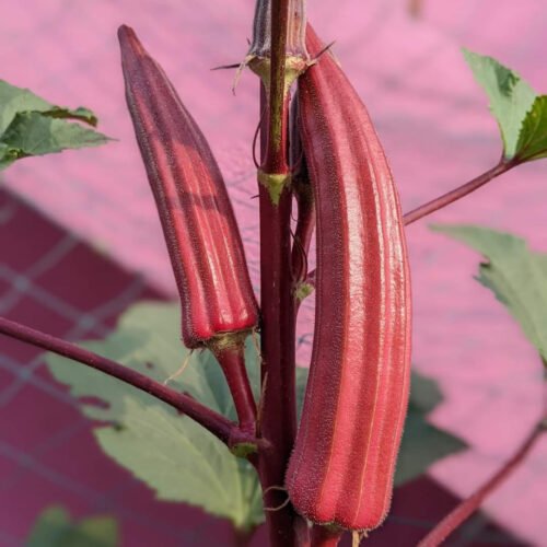 Red okra (பல கிளை சிவப்பு வெண்டை)