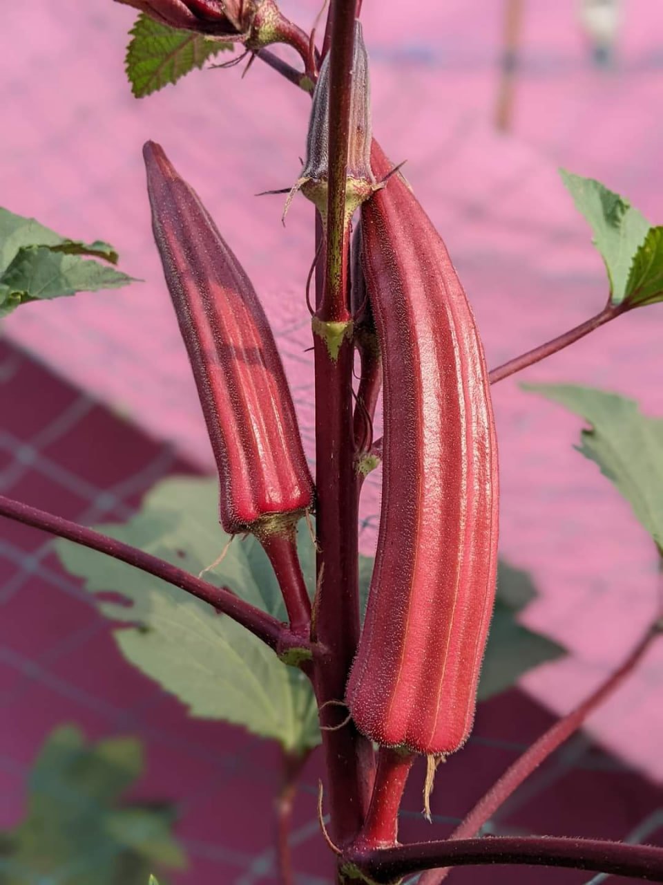 Red okra (பல கிளை சிவப்பு வெண்டை)