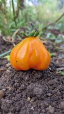 Red oyster Tomato