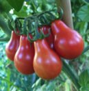 Red paer tomato (சிவப்பு குடம் தக்காளி)