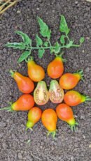 Red pear Tomato