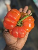 Red ruffled tomato