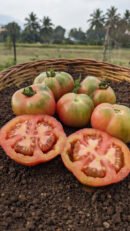 Red stuffer tomato