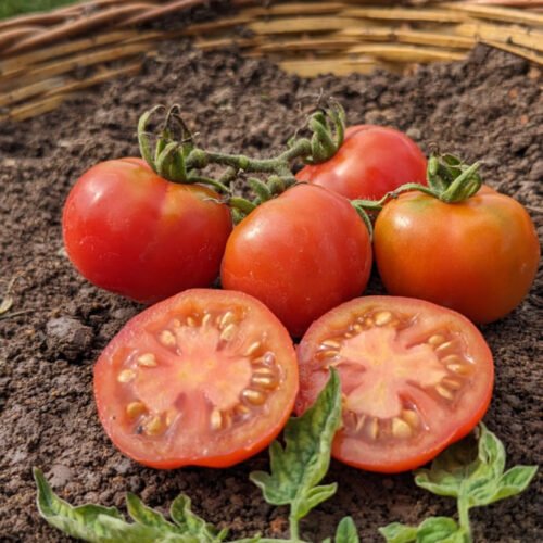 Red vine Tomato