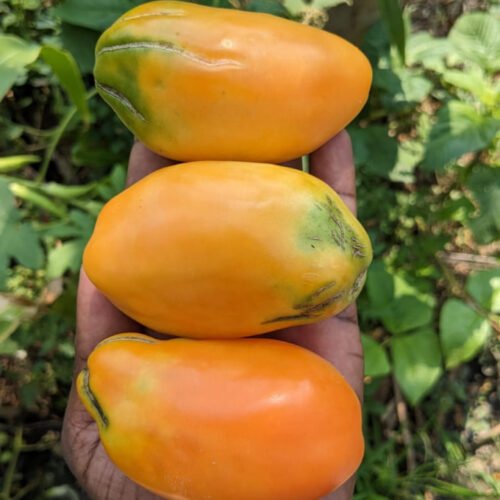 Roma orange Tomato