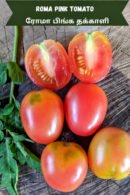 Roma pink Tomato