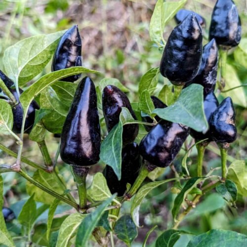 Royal black chilli