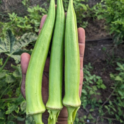 Shri okra (பச்சை உருட்டு வெண்டை)