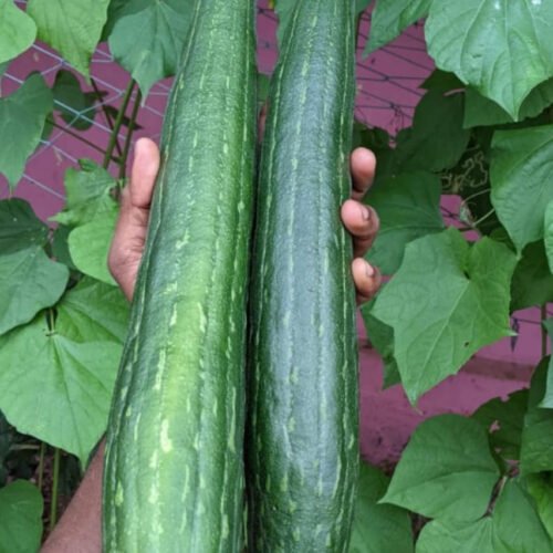 Sponge Gourd (நுரை பீர்க்கன்)