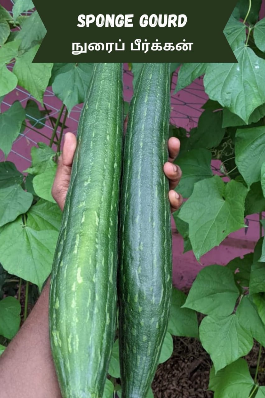 Sponge Gourd (நுரை பீர்க்கன்)