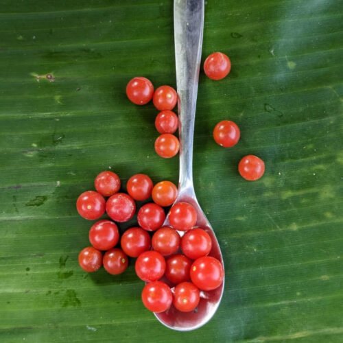 Spoon tomato