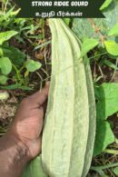 Strong ridge gourd