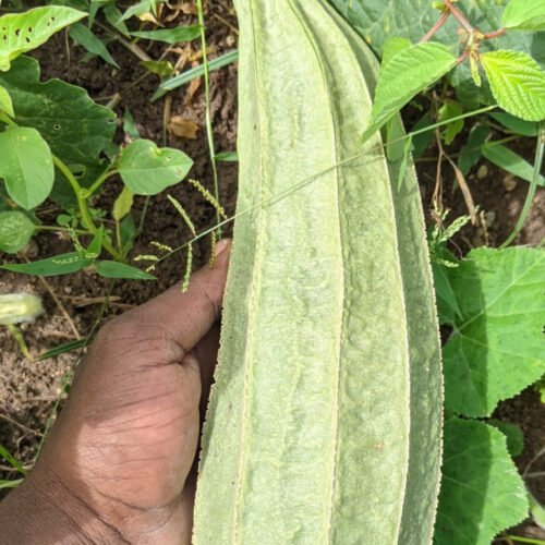 Strong ridge gourd