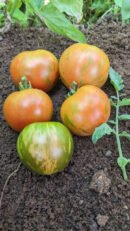 Tigerla tomato
